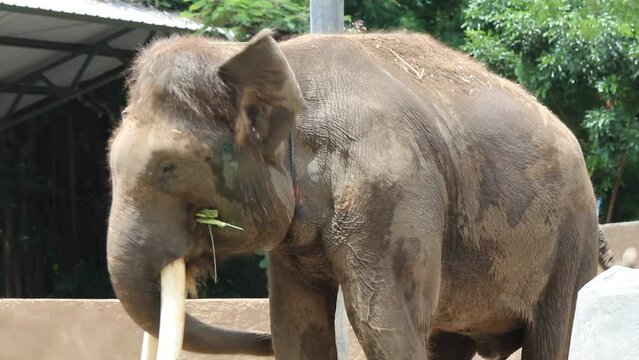 Elephas maximus sumatranus, Elephants are one of the largest terrestrial organisms and are considered a megafauna species. Asian elephants have gray skin covered with hair. In adult elephants