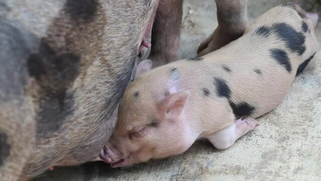 Mini pigs are a type of small domestic pig. There are two types of mini pigs: the traditional small type such as the pot-bellied Vietnamese pig