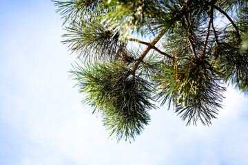 Pinus coulteri D.Don A single pine branch reaching towards a clear blue sky