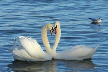 swans on the lake