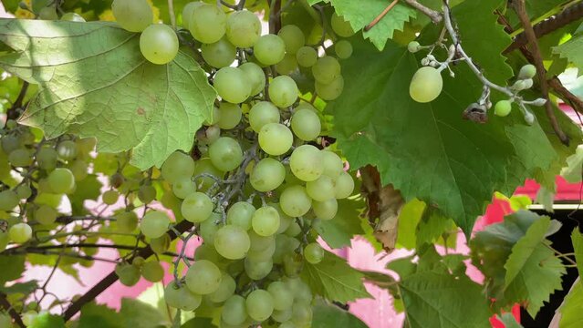 white grape growing in a home yard rural green nature domestic beauty mobile amateur