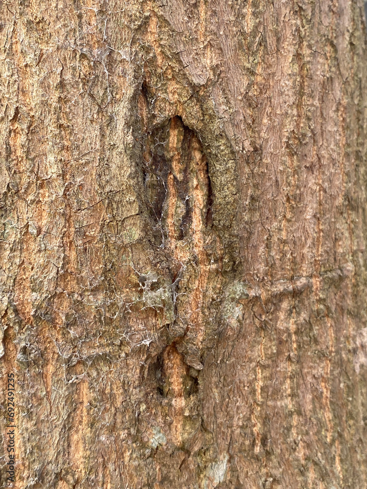 Poster texture of the tree with a bark pattern