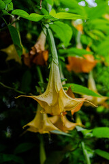 angel's trumpet flower