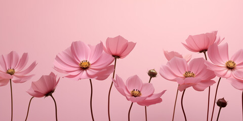 Beautiful composition spring flowers. Bouquet of pink cosmos flowers on pastel pink background. Valentine's Day, Easter, Birthday, Happy Women's Day, Mother's Day. Flat lay, top view, copy space