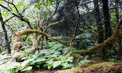 Glacier Forest Trail, Juneau, Alaska, United States of America