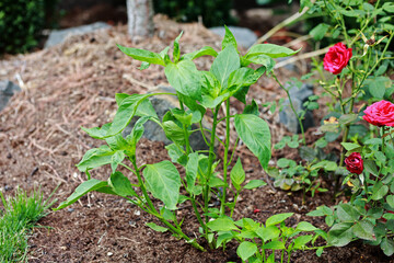 Plant, red pepper. Healthy cuisine. Fresh food.