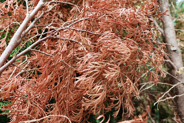 The red Japanese maple is a particularly beautiful ornamental tree. Japanese acer.