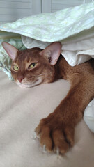 A sly red cat peeks out from under the blanket