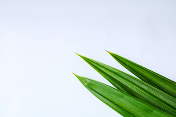 Obraz premium Pandan leaves are often used to add aroma and green color to dishes. can relieve joint pain. alternative medicine