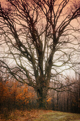 oak tree at sunset, autumn landscape