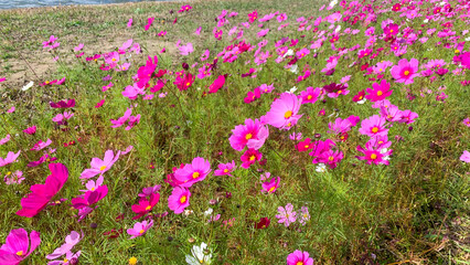 福岡県の遠賀川に咲くコスモス畑
