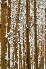 Fototapeta premium Pine forest in fresh snow.