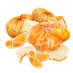 Watercolor illustration of juicy tangerines. Hand drawn tangerines