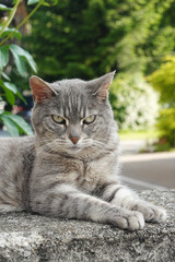A curious young cat gazing cautiously	