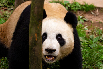 Giant panda bear