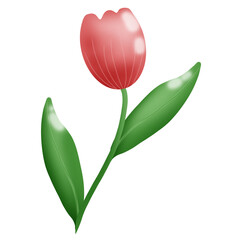 tulip illustration 