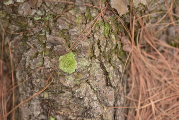 moss on tree trunk