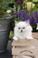 Ragdoll Kitten schaut aus einer Holzbox auf der blühenden Terrasse