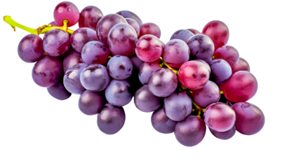 Isolated bunch of grapes merlot variety closeup on transparent or white background. 