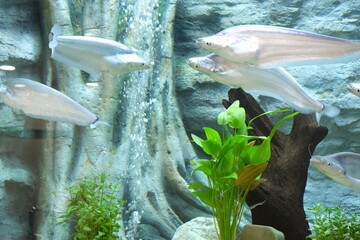 Beautiful fish in a glass tank.