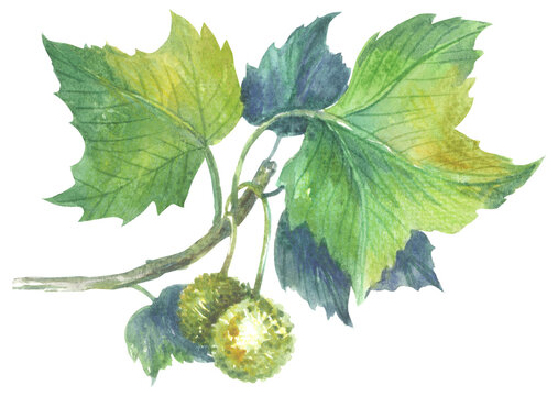 American sycamore Platanus occidentalis. Watercolor hand drawing painted illustration.