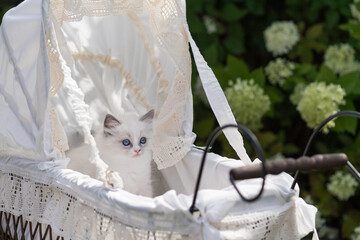Niedliches Ragdoll Kätzchen in einem Puppenwagen