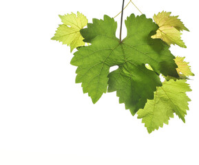Fototapeta na wymiar Grapevine leaves in detail, isolated on white background