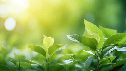 Eco-Friendly Elegance: Green Leaf Close-Up on Sunlit Blurred Greenery