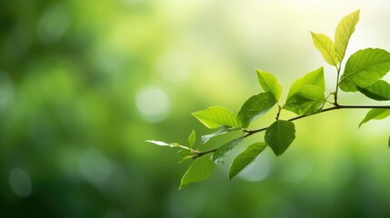 Eco-Friendly Elegance: Green Leaf Close-Up on Sunlit Blurred Greenery