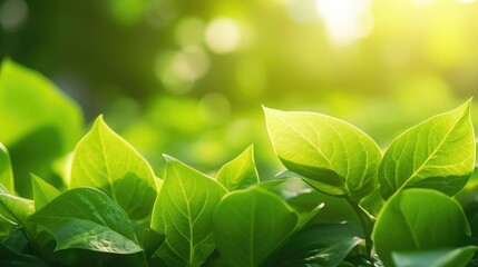 Eco-Friendly Elegance: Green Leaf Close-Up on Sunlit Blurred Greenery