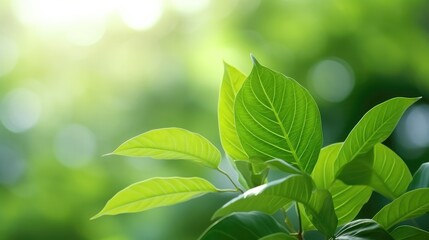 Fototapeta na wymiar Eco-Friendly Elegance: Green Leaf Close-Up on Sunlit Blurred Greenery