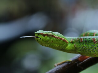 green lizard on a branch
