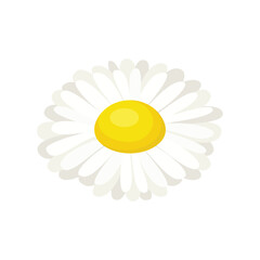Chamomile or daisy isolated on white background. Vector cartoon flat illustration of flower head. Floral simple icon.