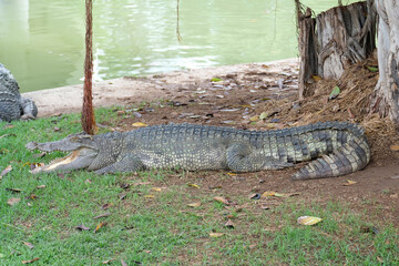 Crocodile sleeps with mouth open.