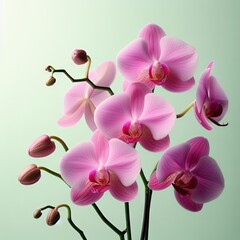 Naklejka na ściany i meble pink orchid on a white background