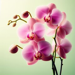 pink orchid on a white background