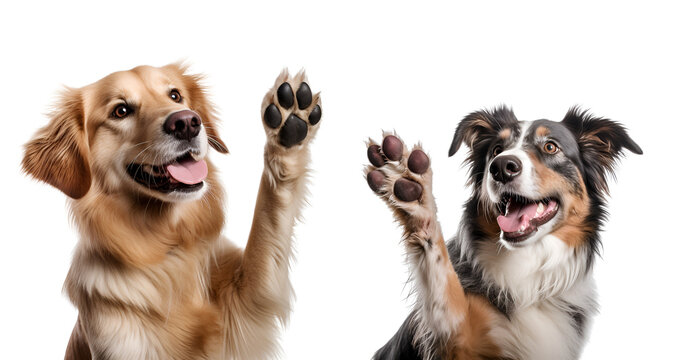 Set of cute dog giving high five, Isolated on Transparent Background, PNG