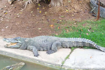 Crocodile sleeps with mouth open.