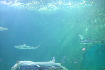 Sharks in a large aquarium, some sleeping and swimming
