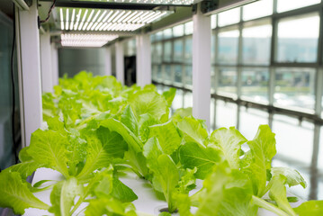 Hydroponics rack for water field with vegetables growing in greenhouse