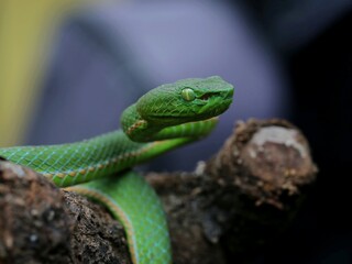 green snake on a branch