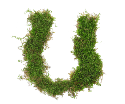 Green moss in shape alphabet letter U isolated on white, clipping path, top view