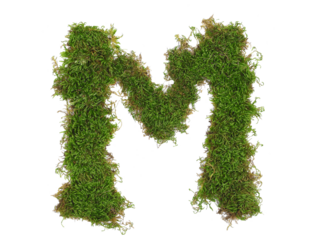 Green moss in shape alphabet letter M isolated on white, clipping path, top view