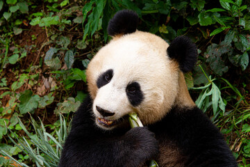 Fototapeta premium Giant panda bear
