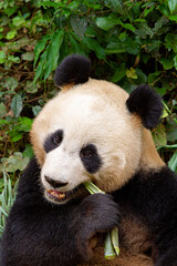 Giant panda bear