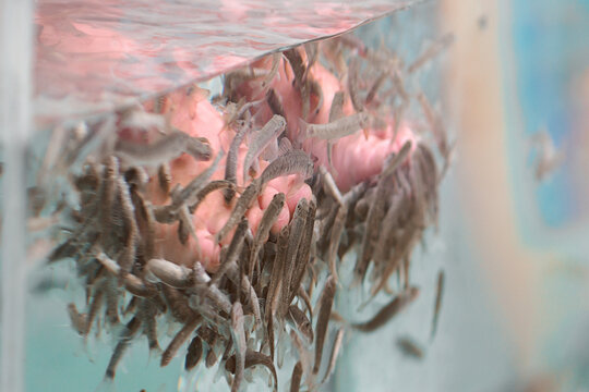 Foot peeling with garra rufa fish. View of legs in aquarium with fish.