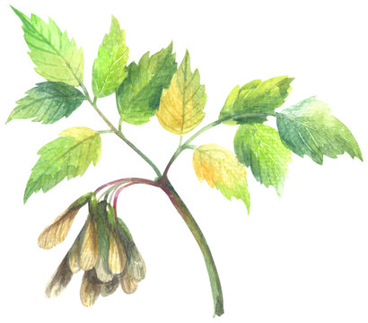 Boxelder maple. Watercolor hand drawing painted illustration.