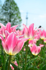 【広島県】世良高原・チューリップ