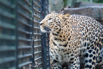 Cheetah in the zoo