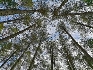 The tops of the evergreen trees look from the bottom up, pine forest on sunny day, low angle view